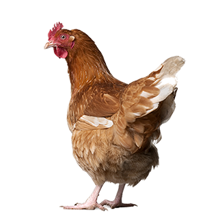 This is supposed to be a chicken picture, but for some reason it did not load for you. So, here is a description of the picture: A brown chicken with white sprinkled throughout its feathers, an inquisitive look at the camera and a bright red comb.
